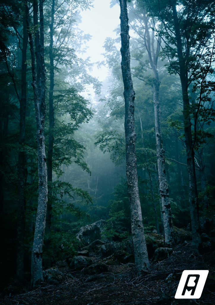 Logo blanc dans un coin sur une image de forêt sombre et brumeuse.